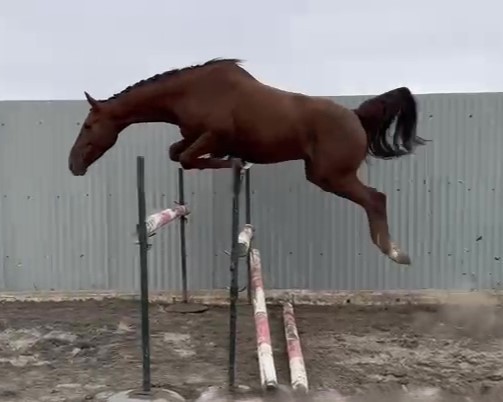 horse